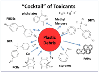 Cocktail of toxicants that can be associated with plastic debris in aquatic habitats