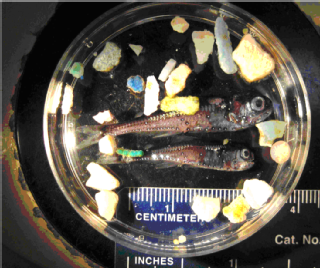 Myctophid from N. Pacific Gyre with microplastic