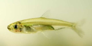 Delta smelt