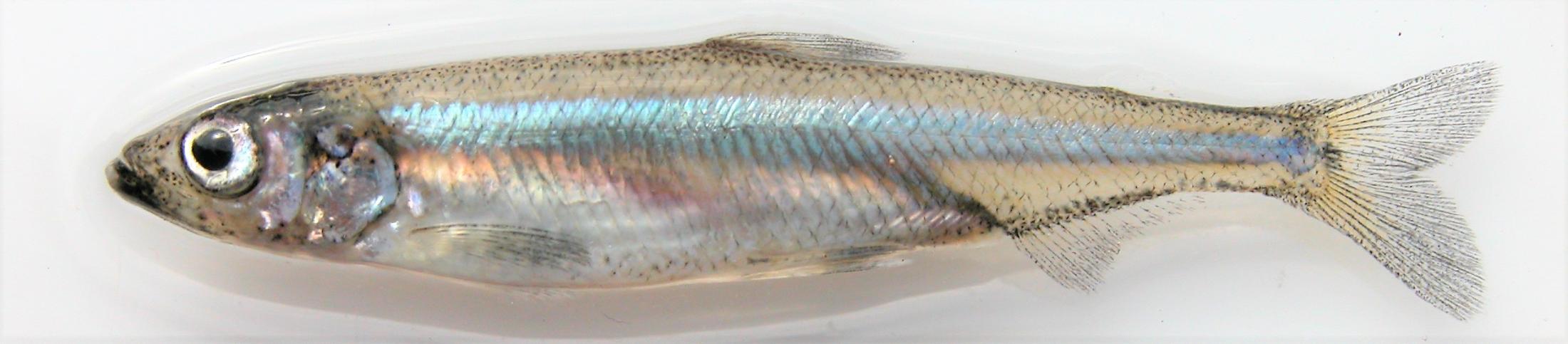 Delta Smelt on a white background