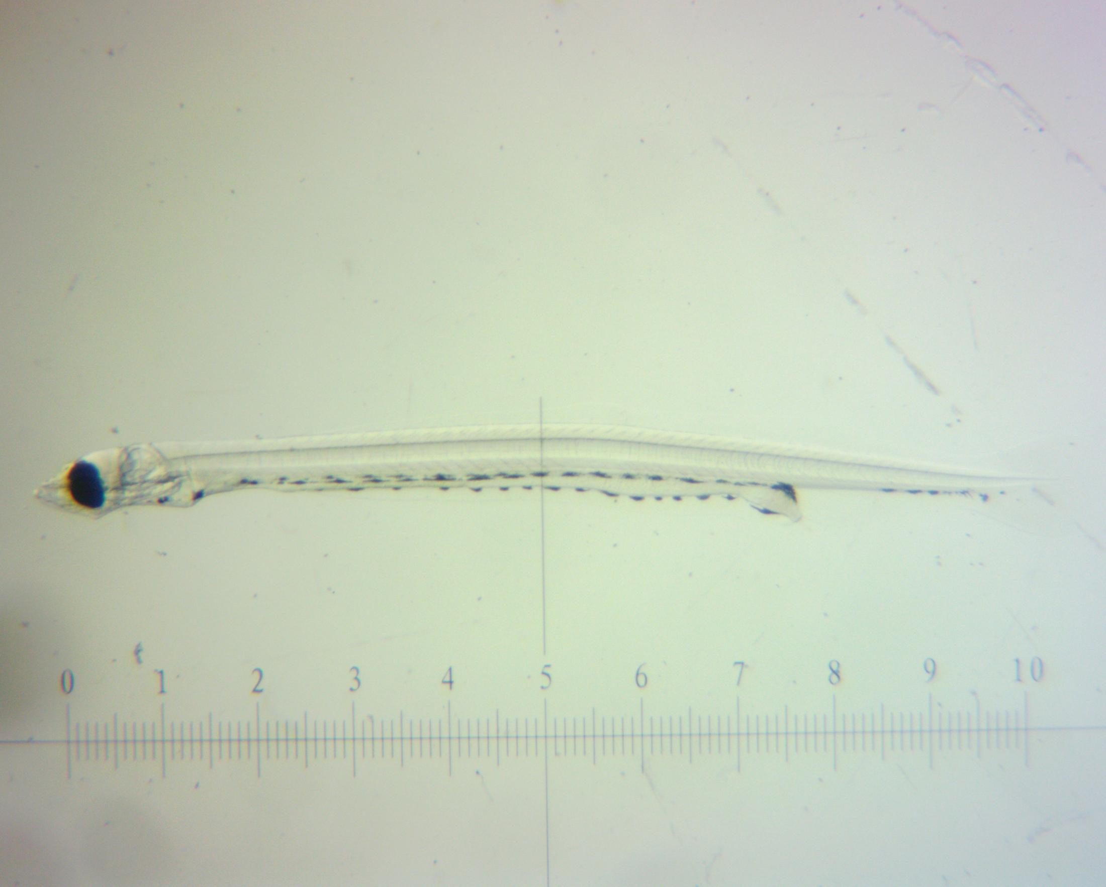larval Delta Smelt above a mm ruler on a white background