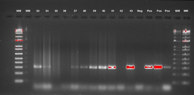 gel electrophoresis showing bands for delta smelt or related fish