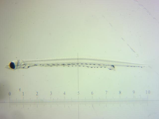 larval Delta Smelt above a mm ruler on a white background
